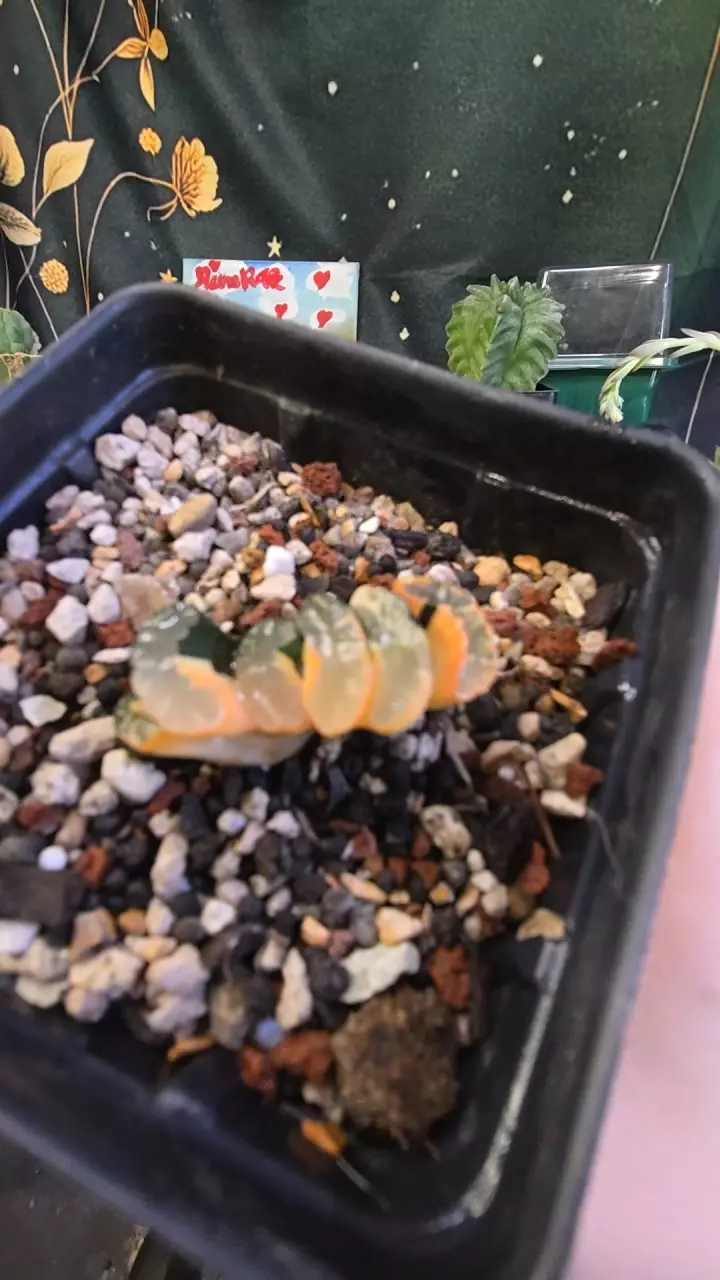 variegated trucata thumbnail