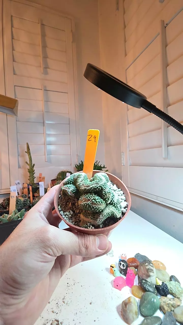 29 strombo disciformis crest thumbnail