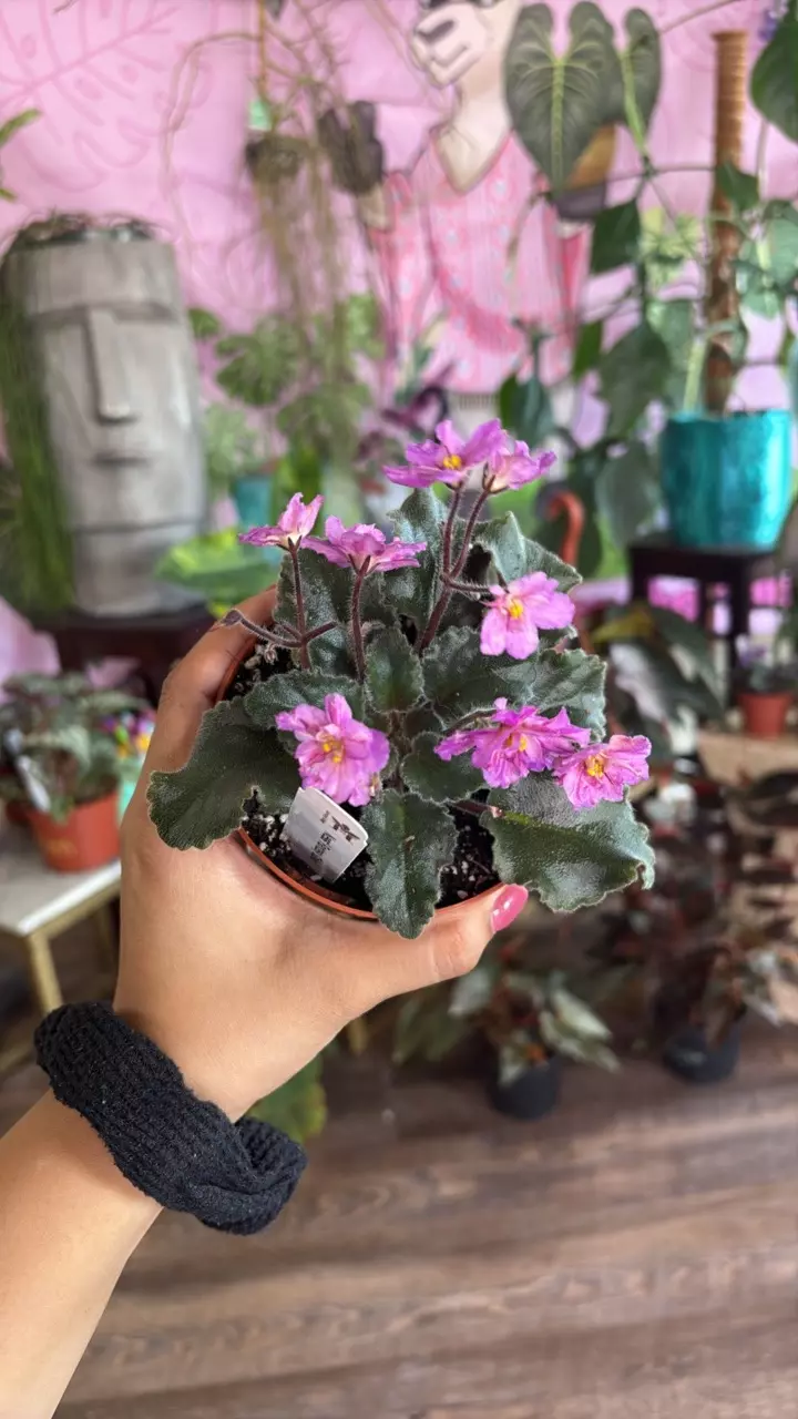 M493 Ness’ Fantasy Gold thumbnail