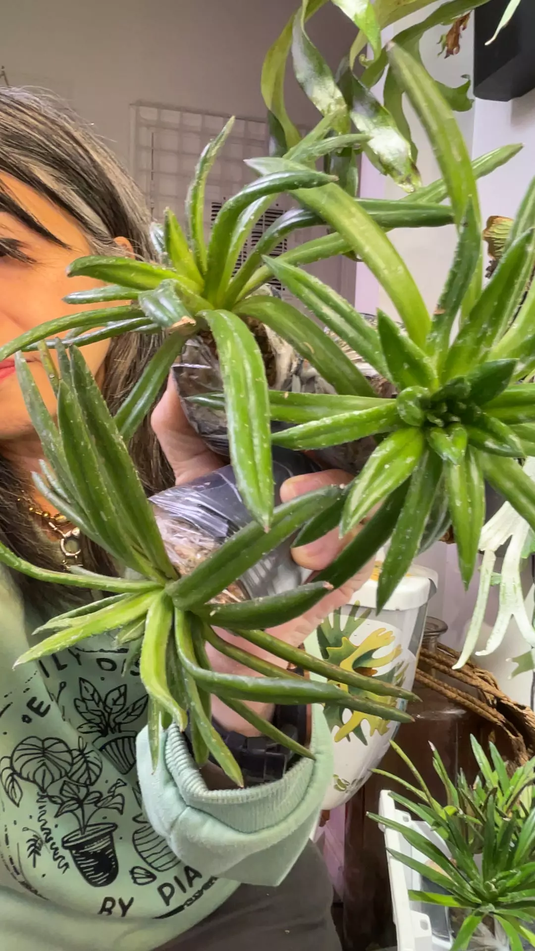 Primulina wentsaii small thumbnail