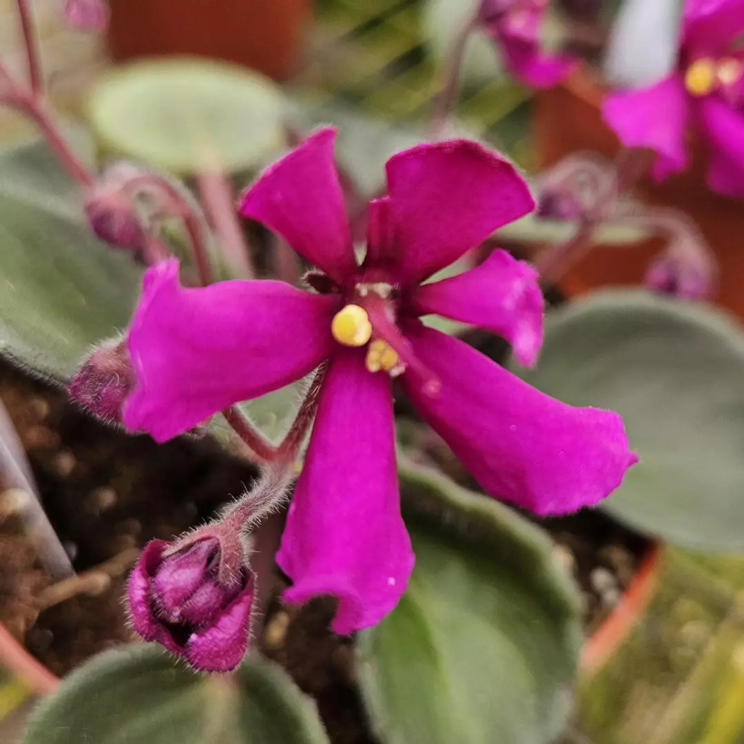 L659 Hunters Venom thumbnail