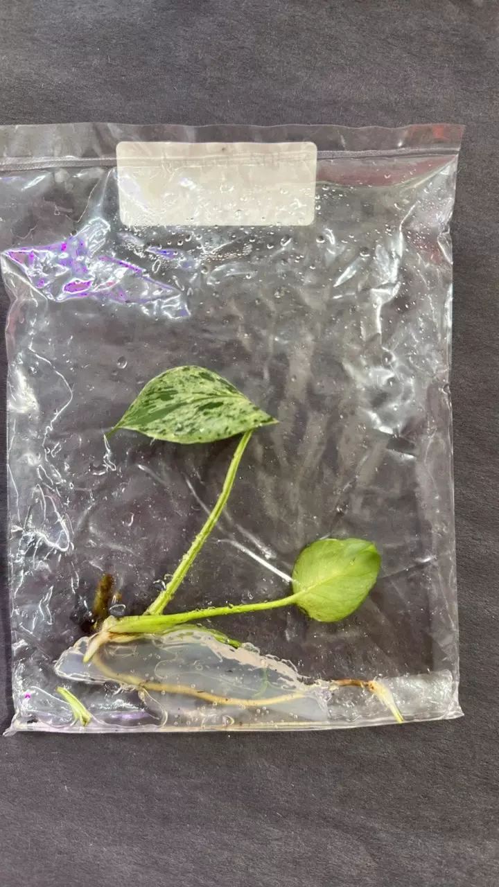 monstera Bulbasaur TC thumbnail