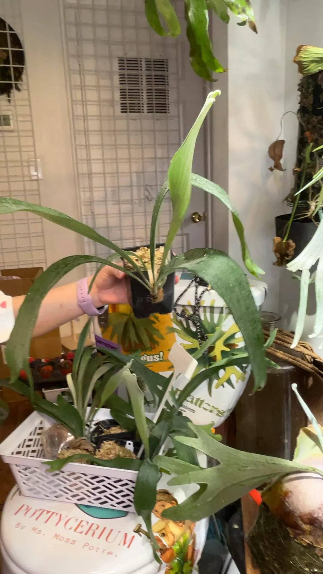 Platycerium Hillii thumbnail