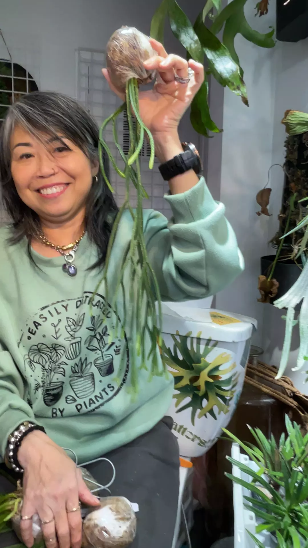 Huperzia tetrasticha thumbnail