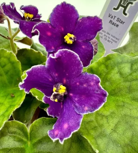 J558 Vat Star Race thumbnail