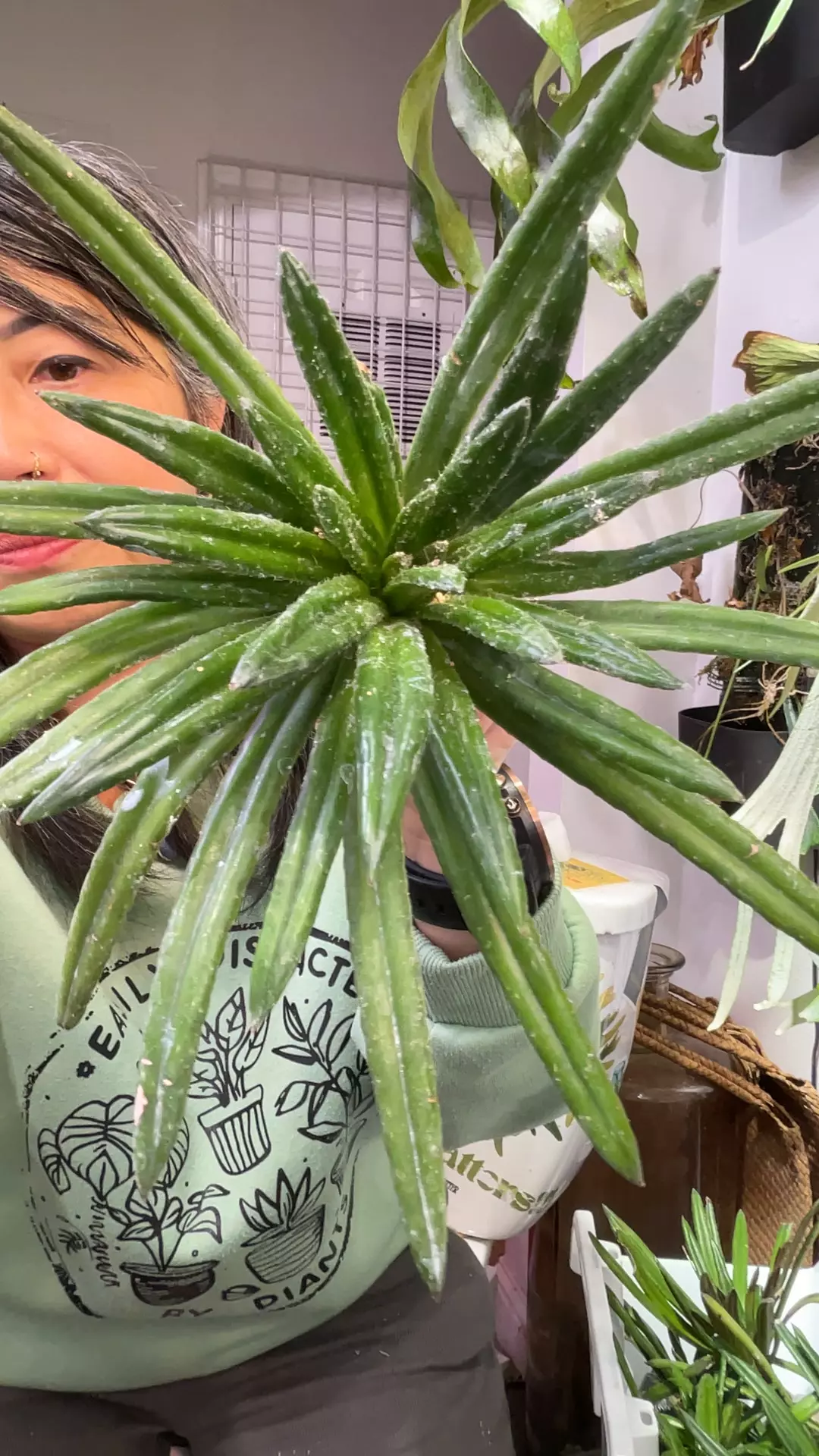 primulina wentsaii thumbnail