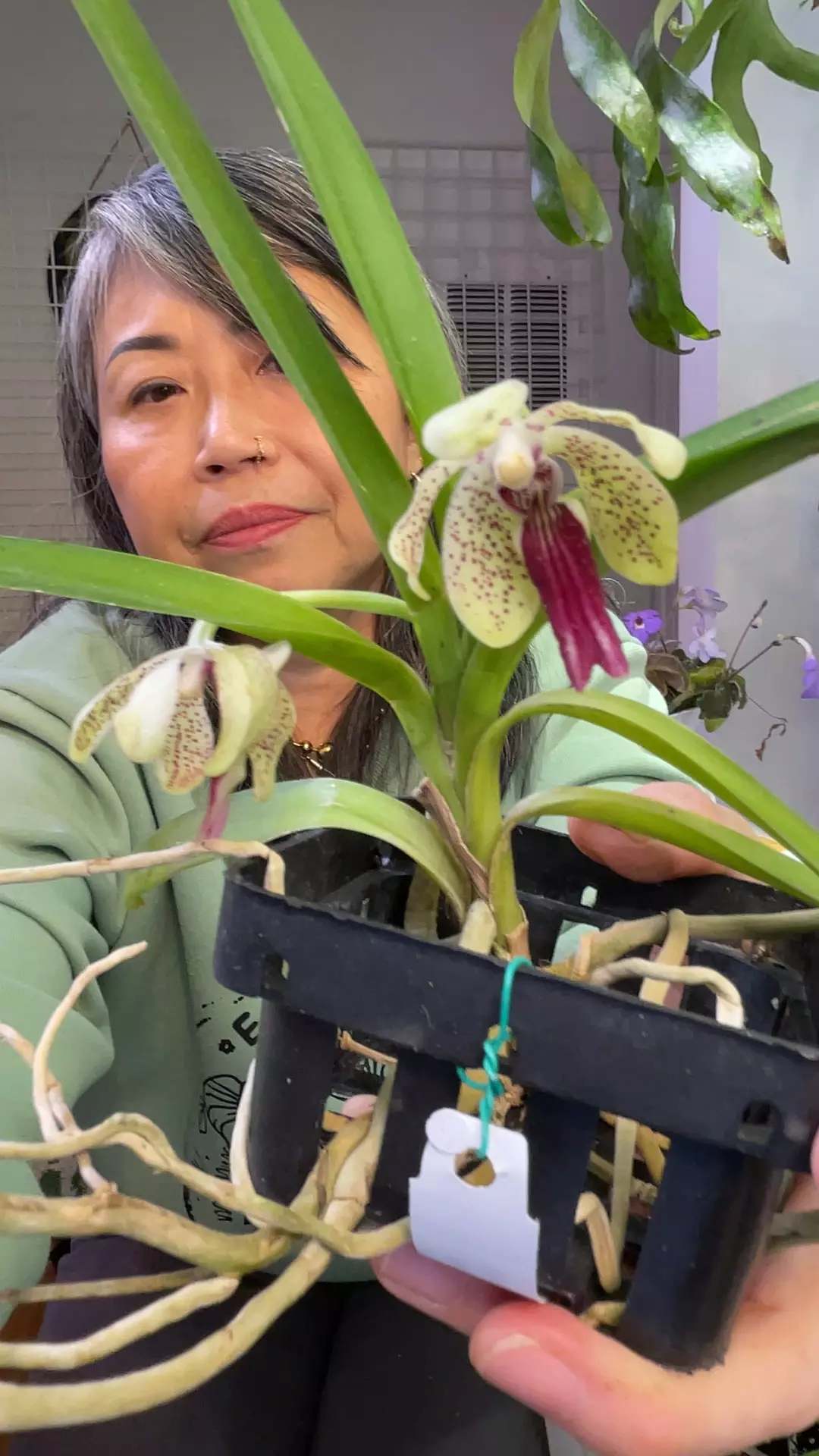 vanda lombokensis x cristata thumbnail