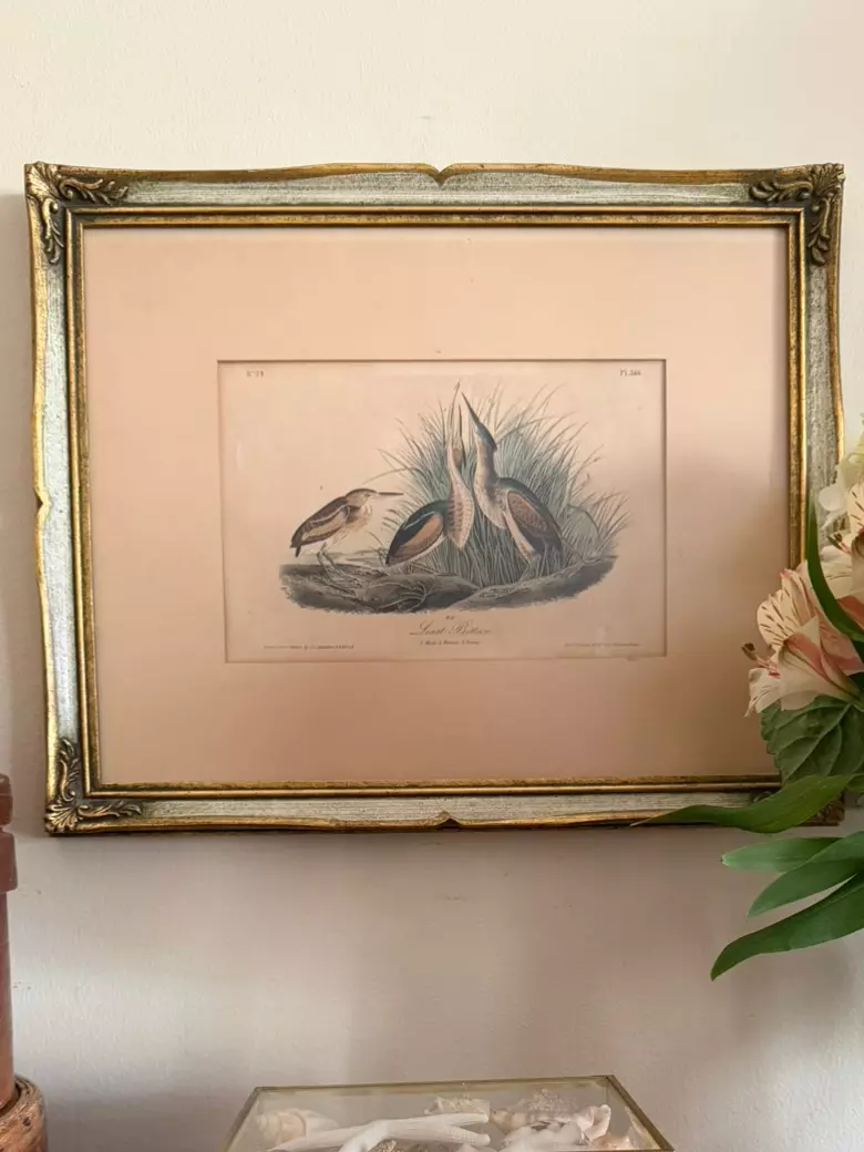 John James Audubon's "Least Bittern" thumbnail