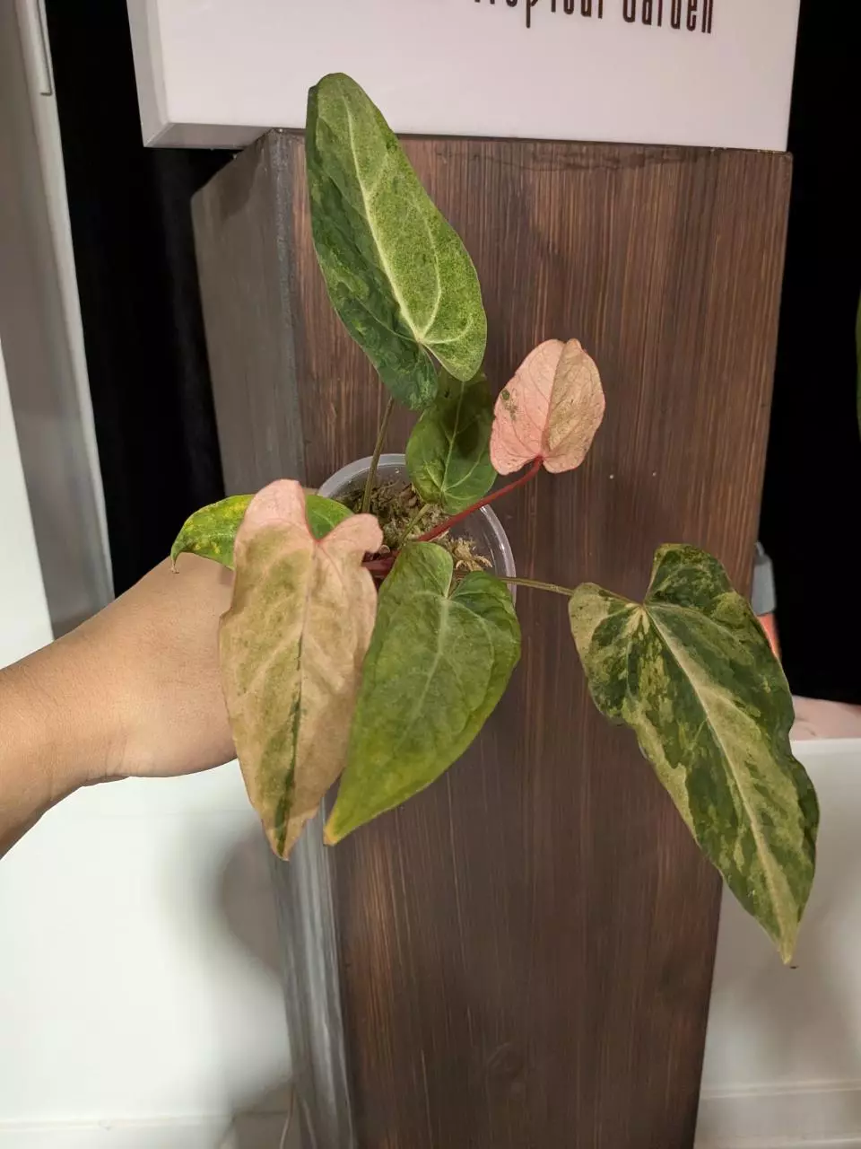 RVDP x fs RVDP pink var thumbnail