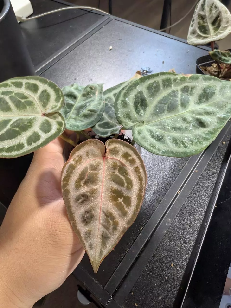 Dreamweaver self x pink lemonade thumbnail