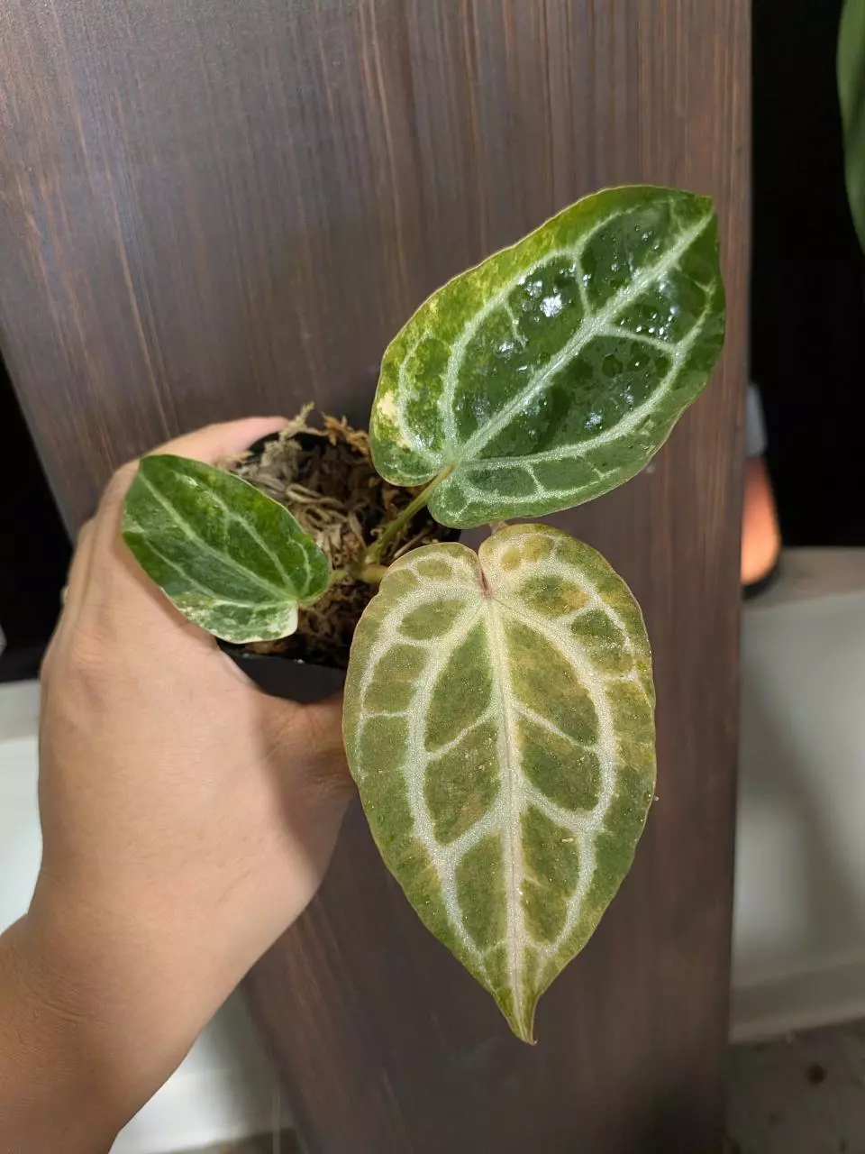 zara Michelle x Tim Anderson thumbnail