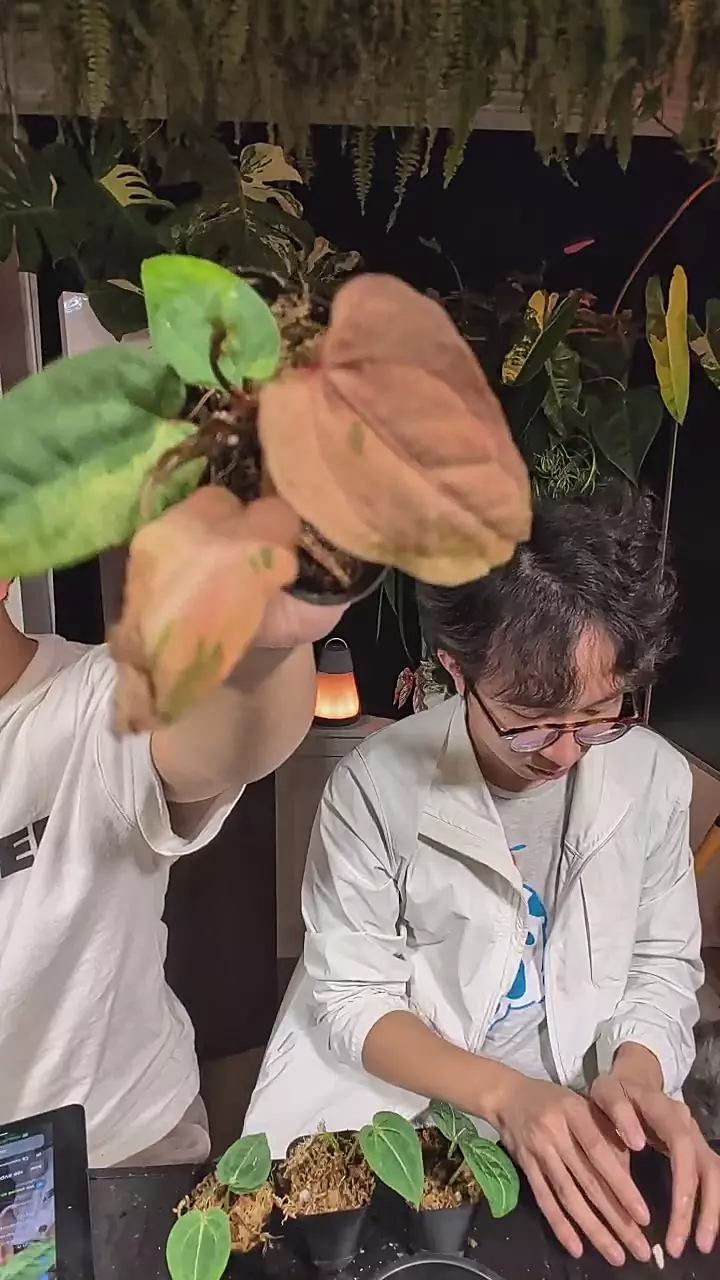 dorido x AOS thumbnail