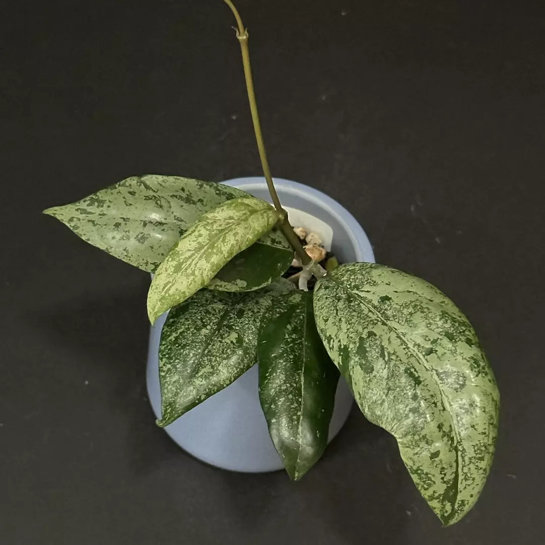 1892 Hoya 'Malachite Dream' (GEH2301-1) thumbnail