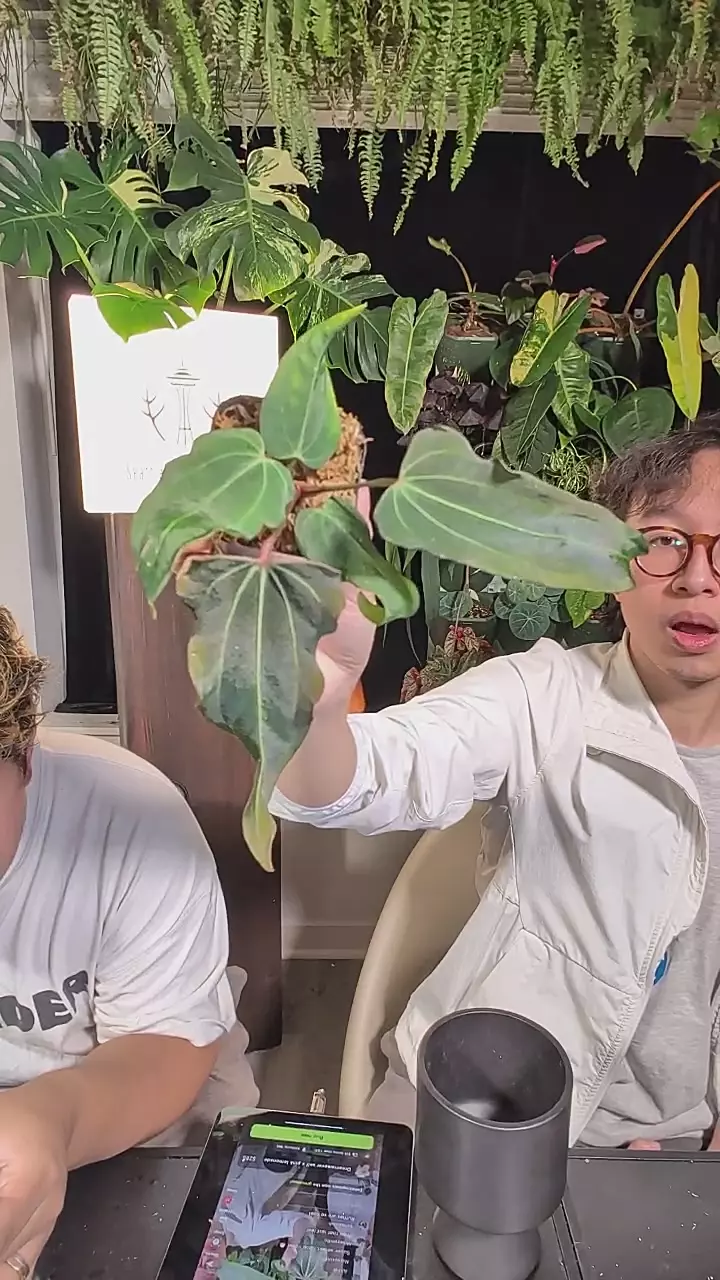 sp nov df x Carla thumbnail