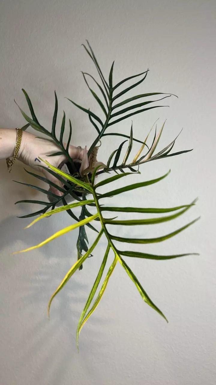 Var Tortum thumbnail