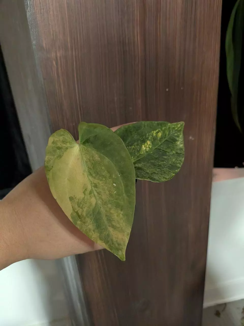 dress x rl self thumbnail