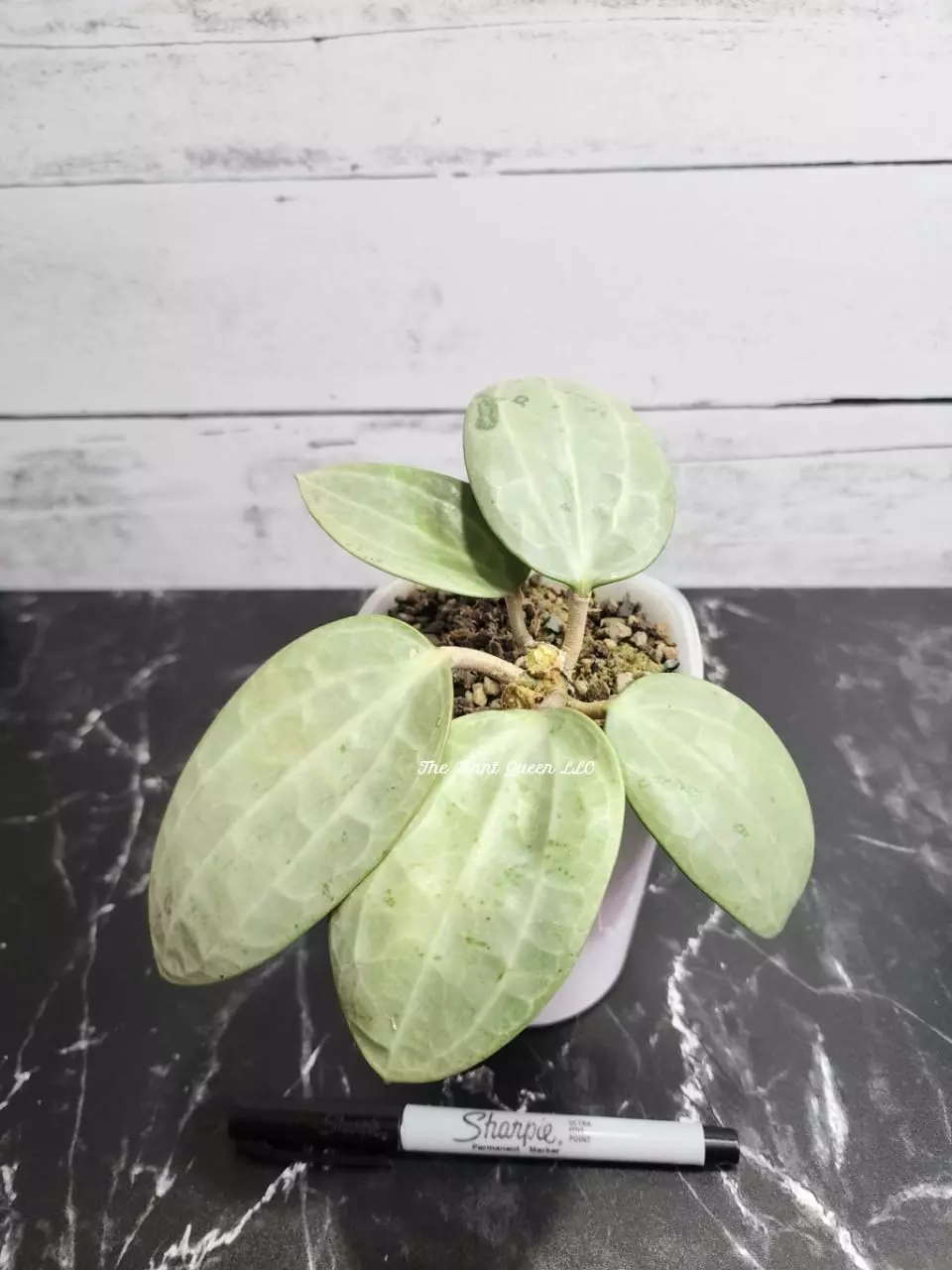 #3 Hoya latifolia (Silver) thumbnail