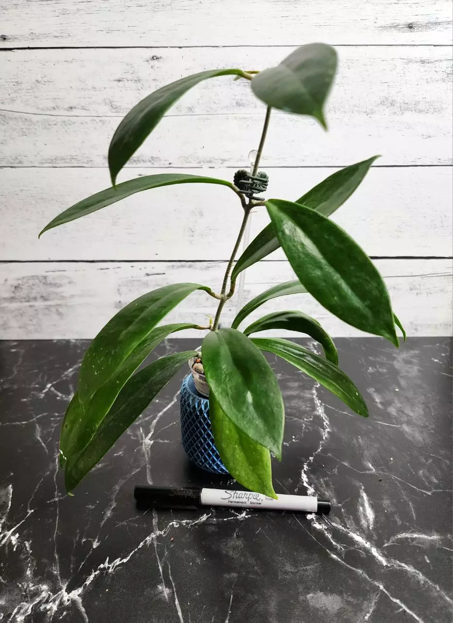 Hoya 'Peach Bellini' thumbnail