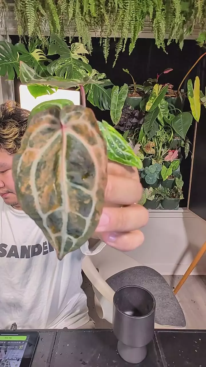 zara Michelle x Tim thumbnail