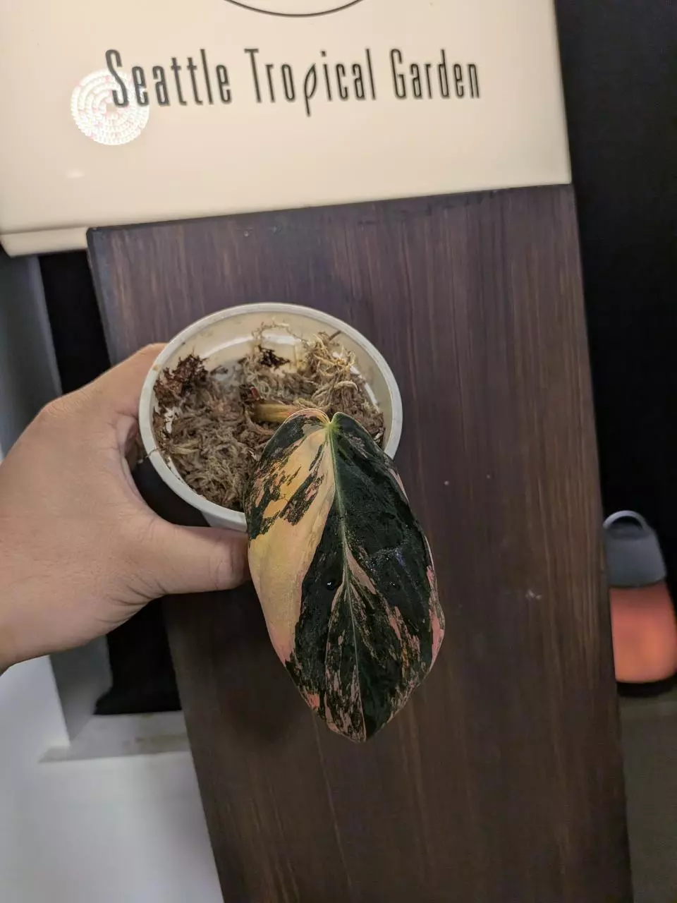 philo gigas var thumbnail