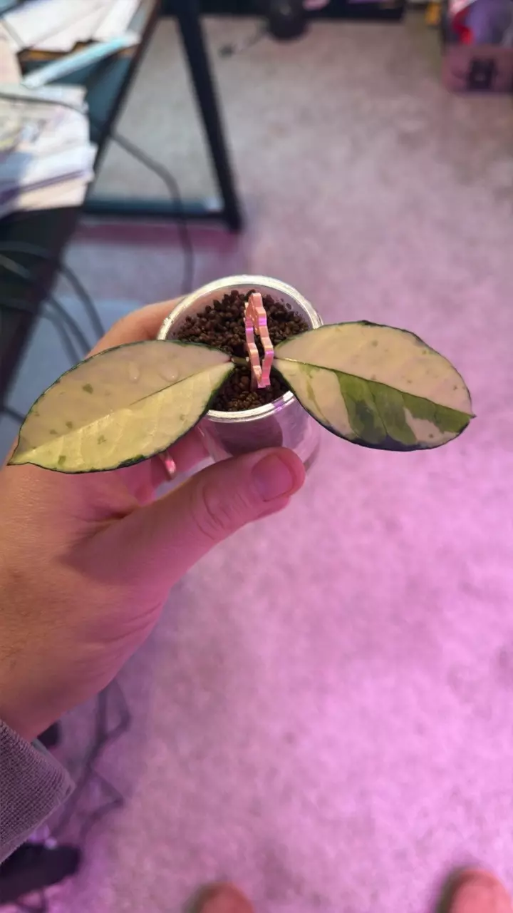 var crass cutting thumbnail