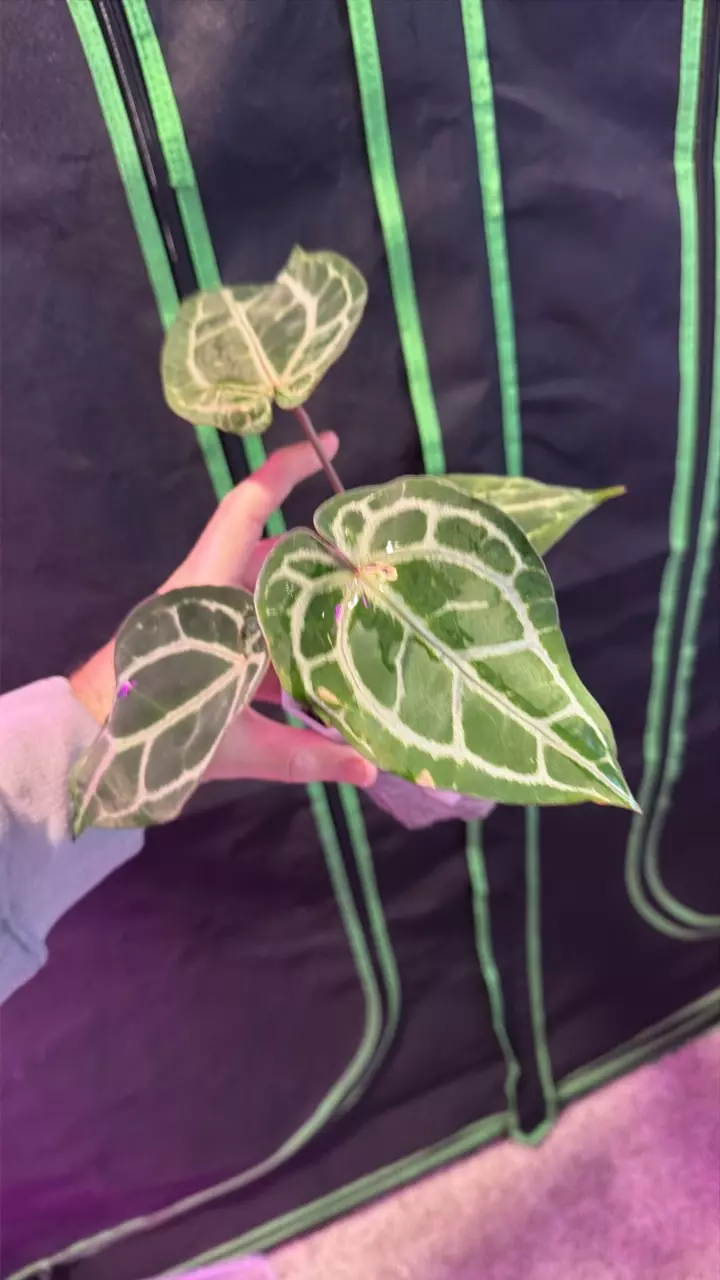 bd Michelle thumbnail