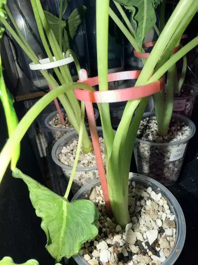 plant/plant stakes set of 10-0-thumbnail