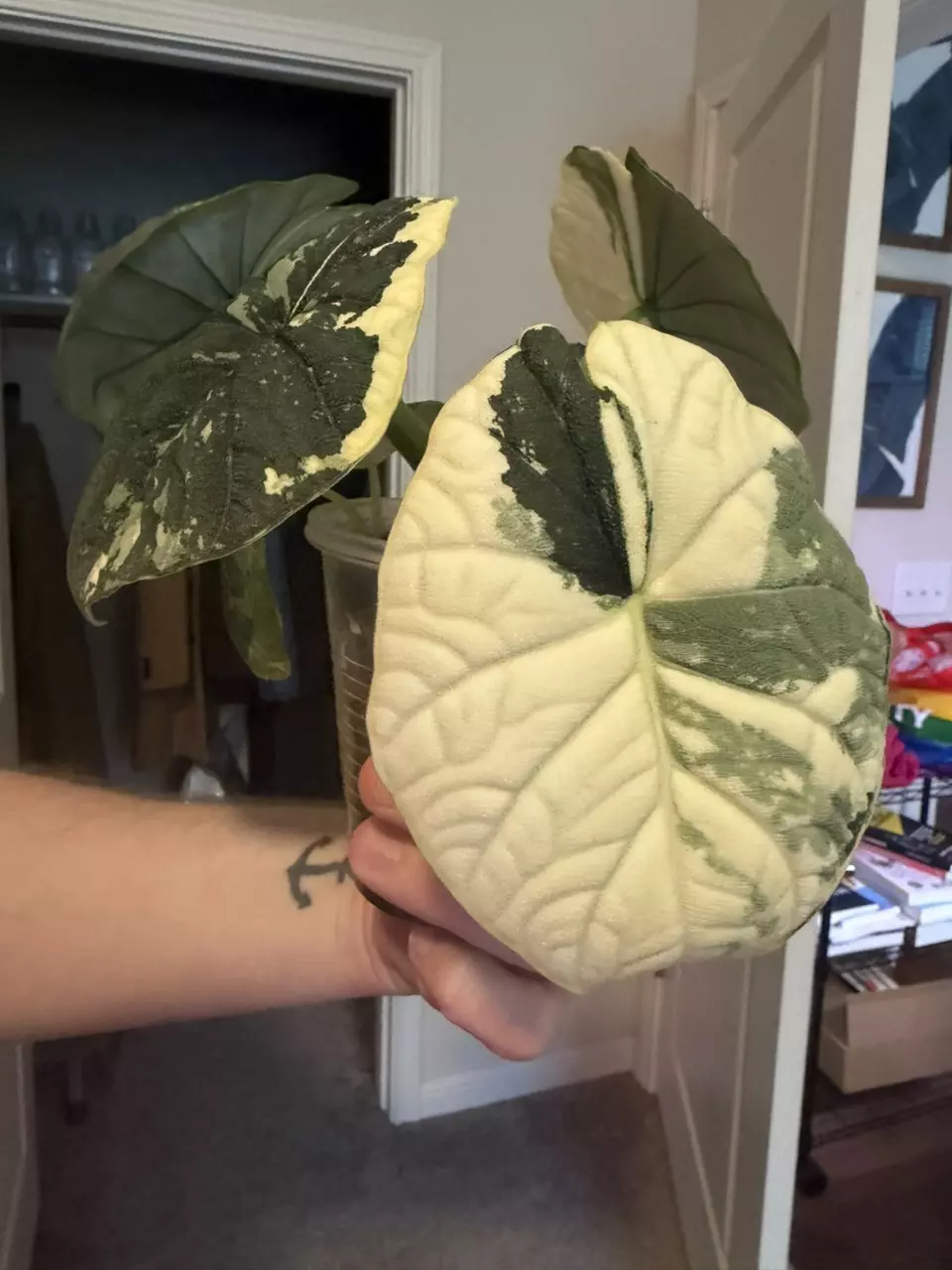 <f> albo melo corm thumbnail