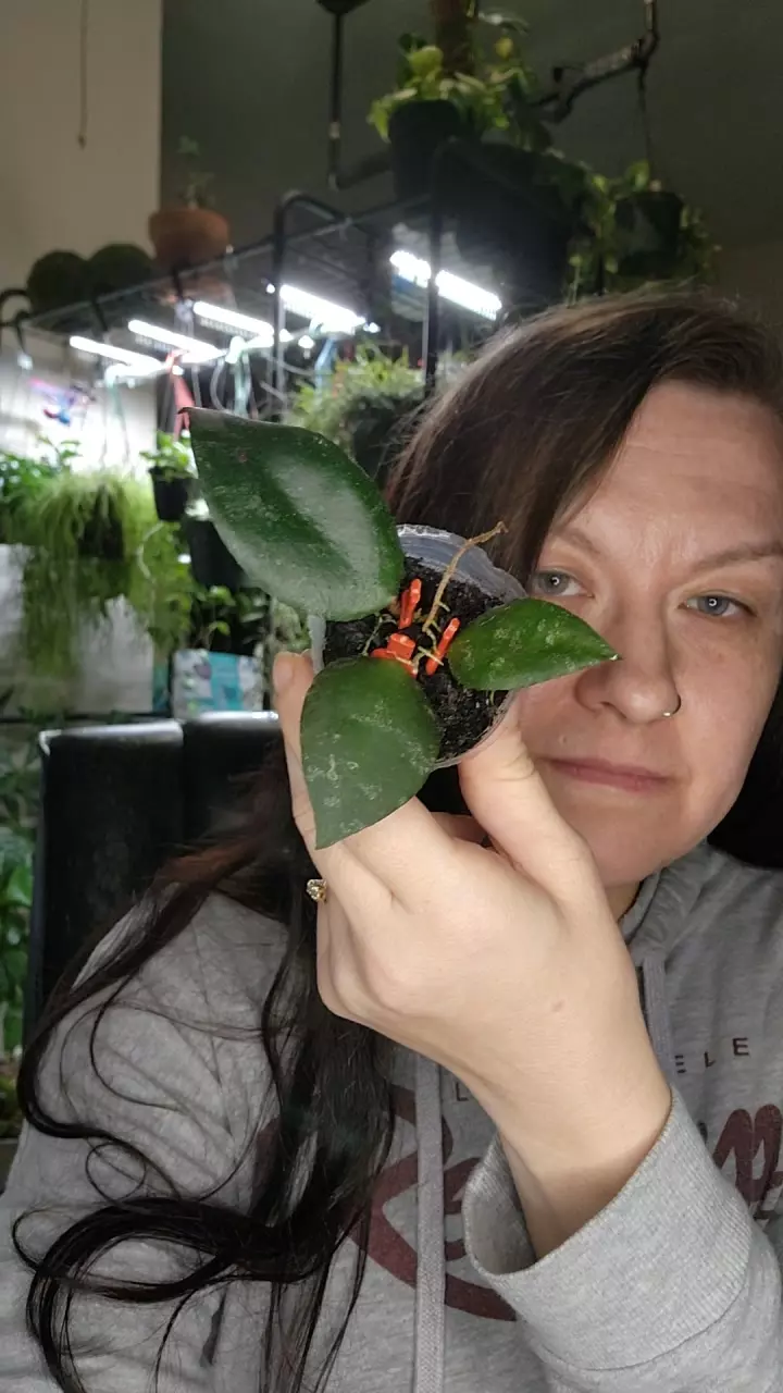 0248 caudata thumbnail