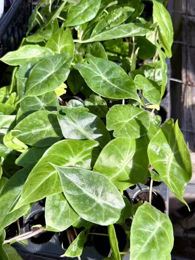 plant/Morocco plugs-0-thumbnail