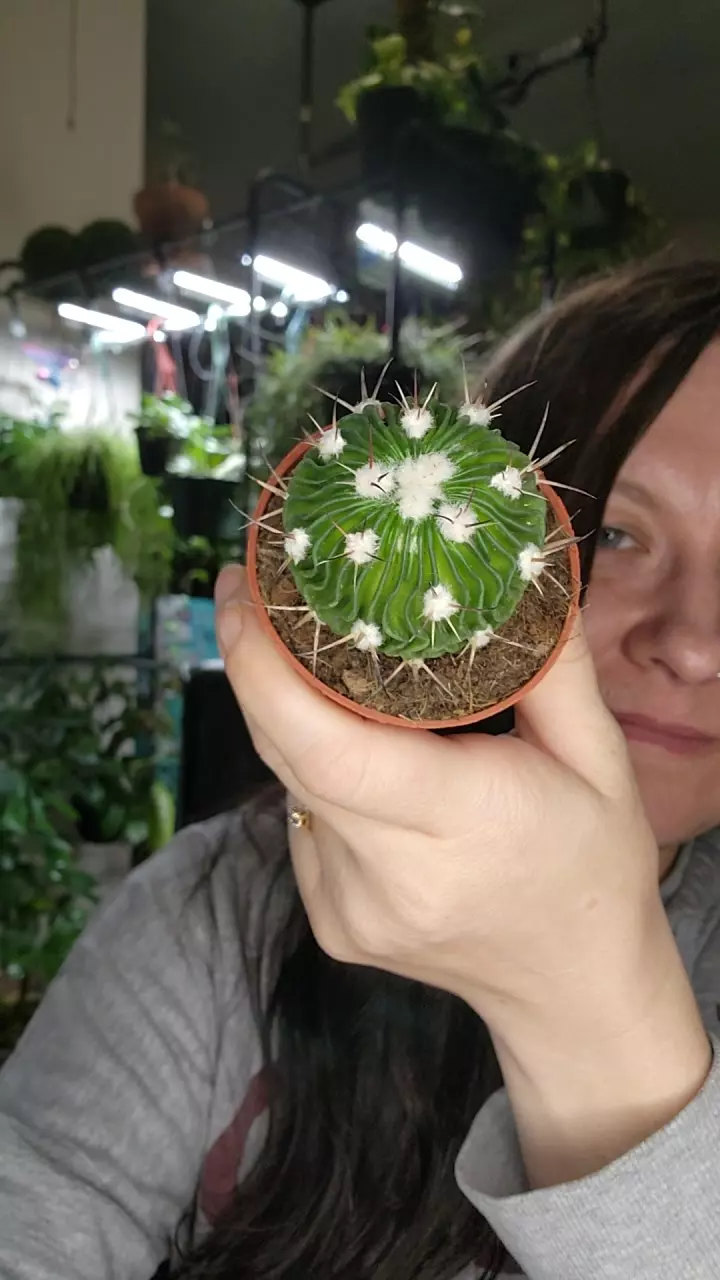 0212 thai brain cactus thumbnail