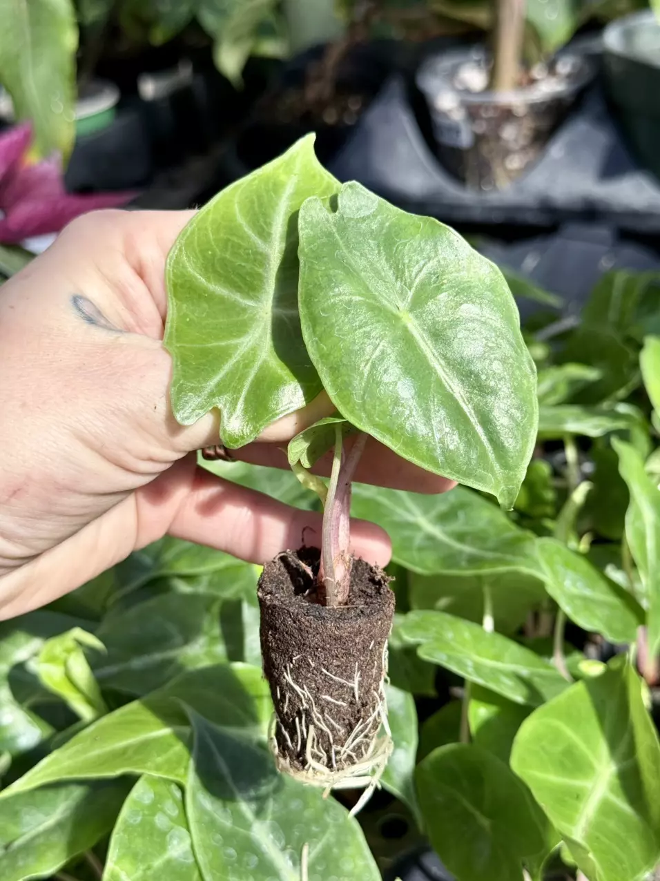 plant/Morocco plugs-1