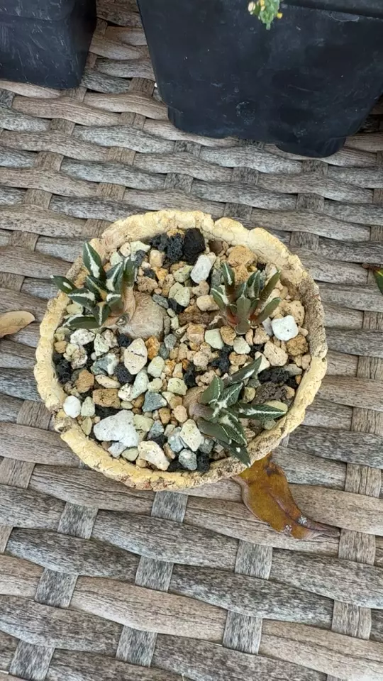 ariocarpus koch x3 thumbnail