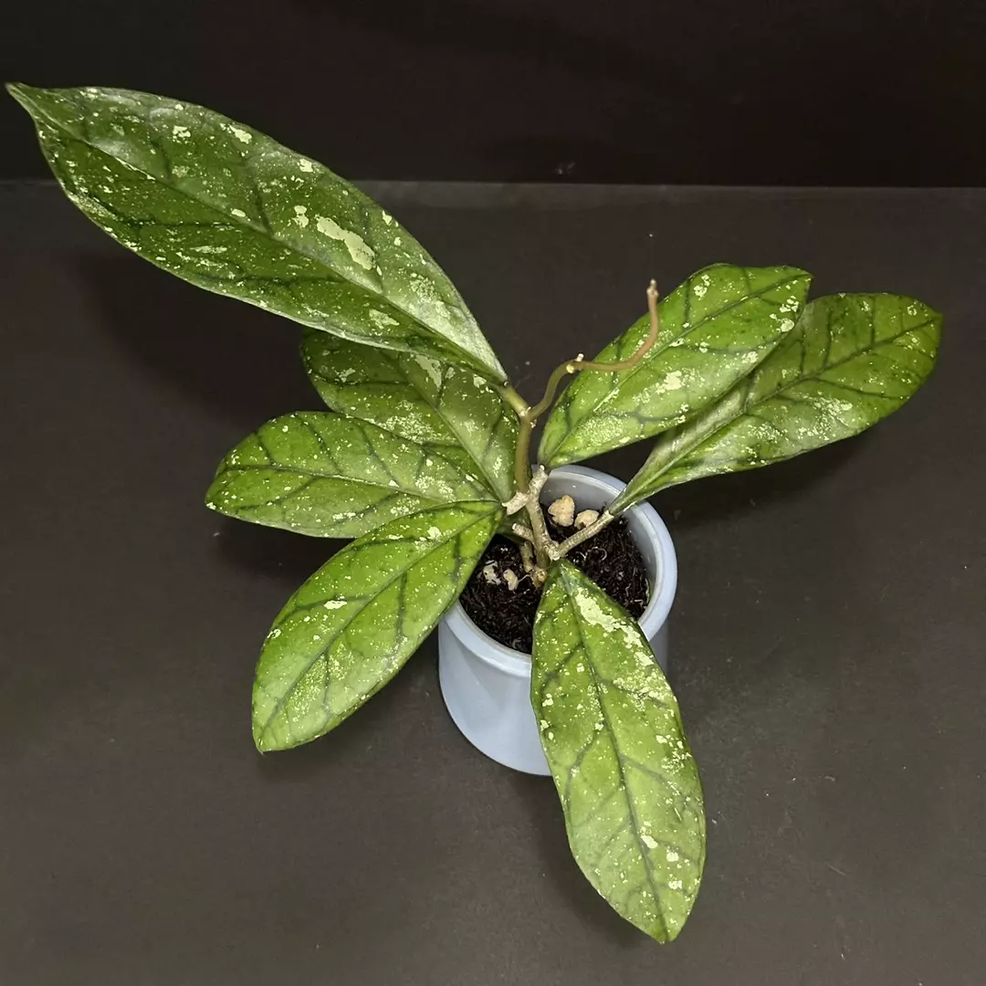 0530 Hoya GEH2418-17 (GEH 'Moonglow' x AH Blue Stone) thumbnail