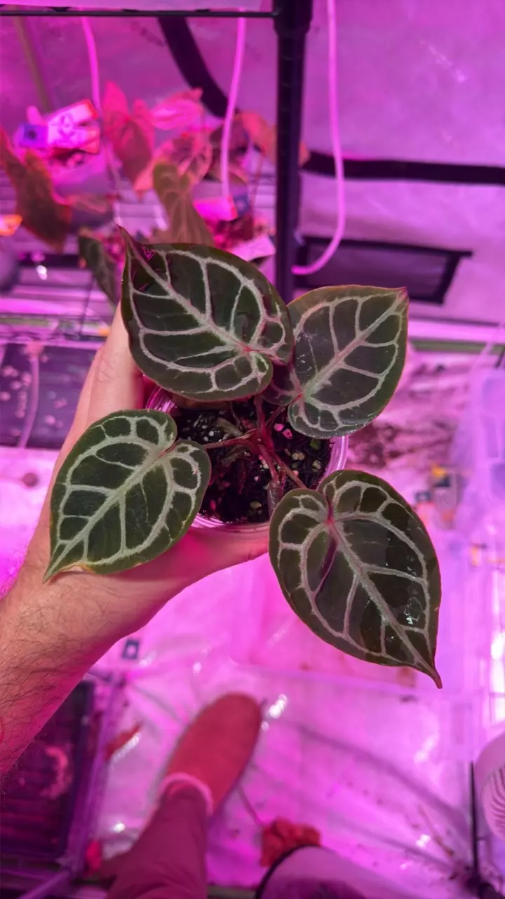 purple tiger thumbnail