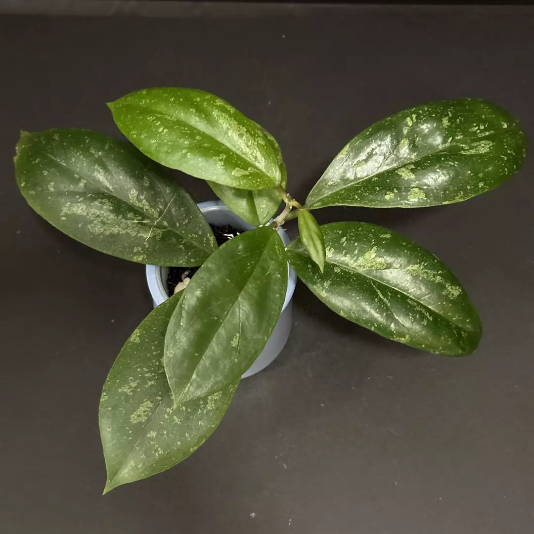 0531 Hoya 'Cosmic Kiss' (GEH2302-1) thumbnail