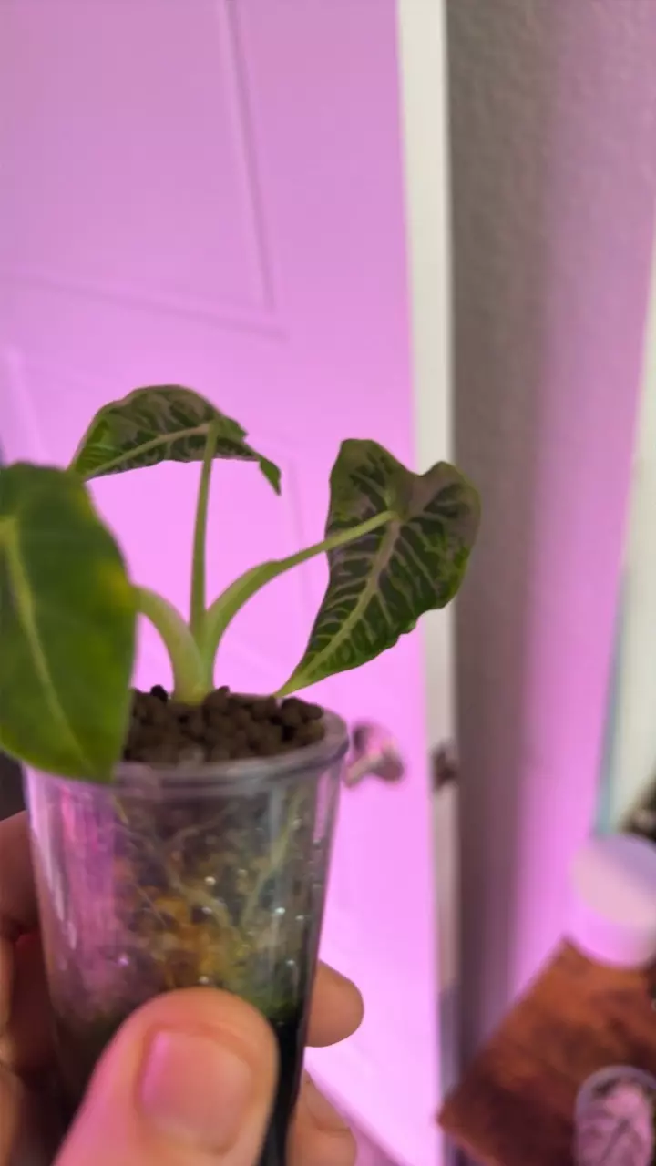 freydek tattoo thumbnail