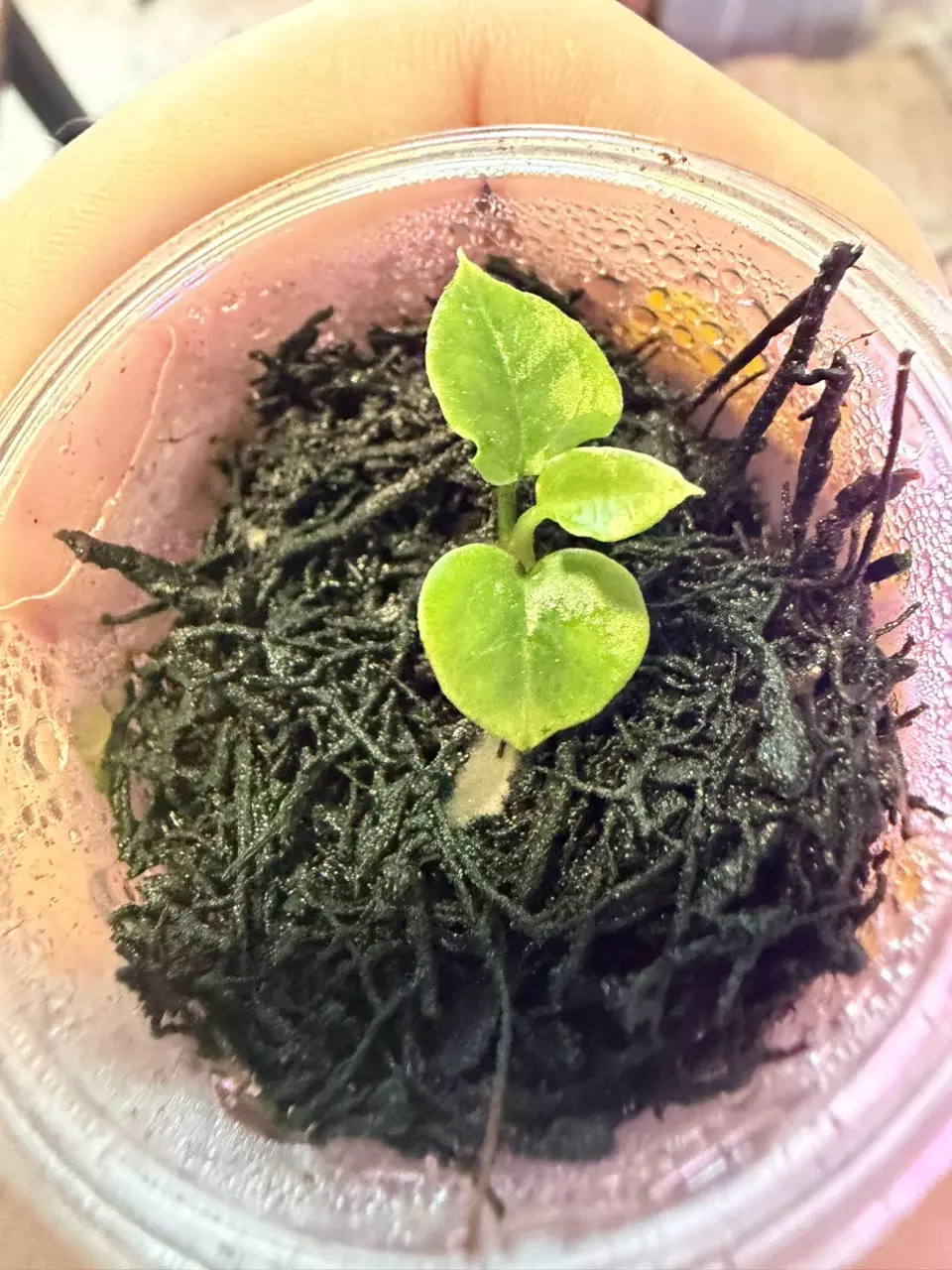 pink wonder boy x yellow jacket - wild roots thumbnail