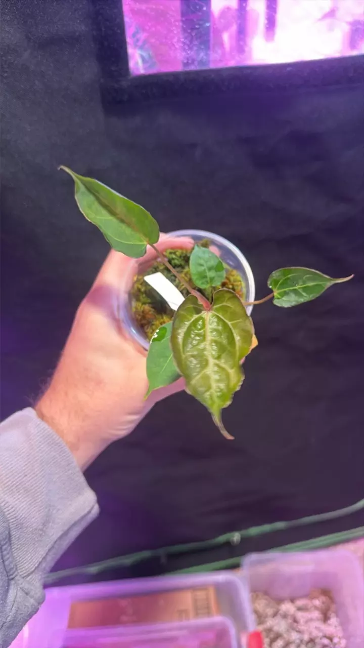 xone porti muchlis x red spider thumbnail