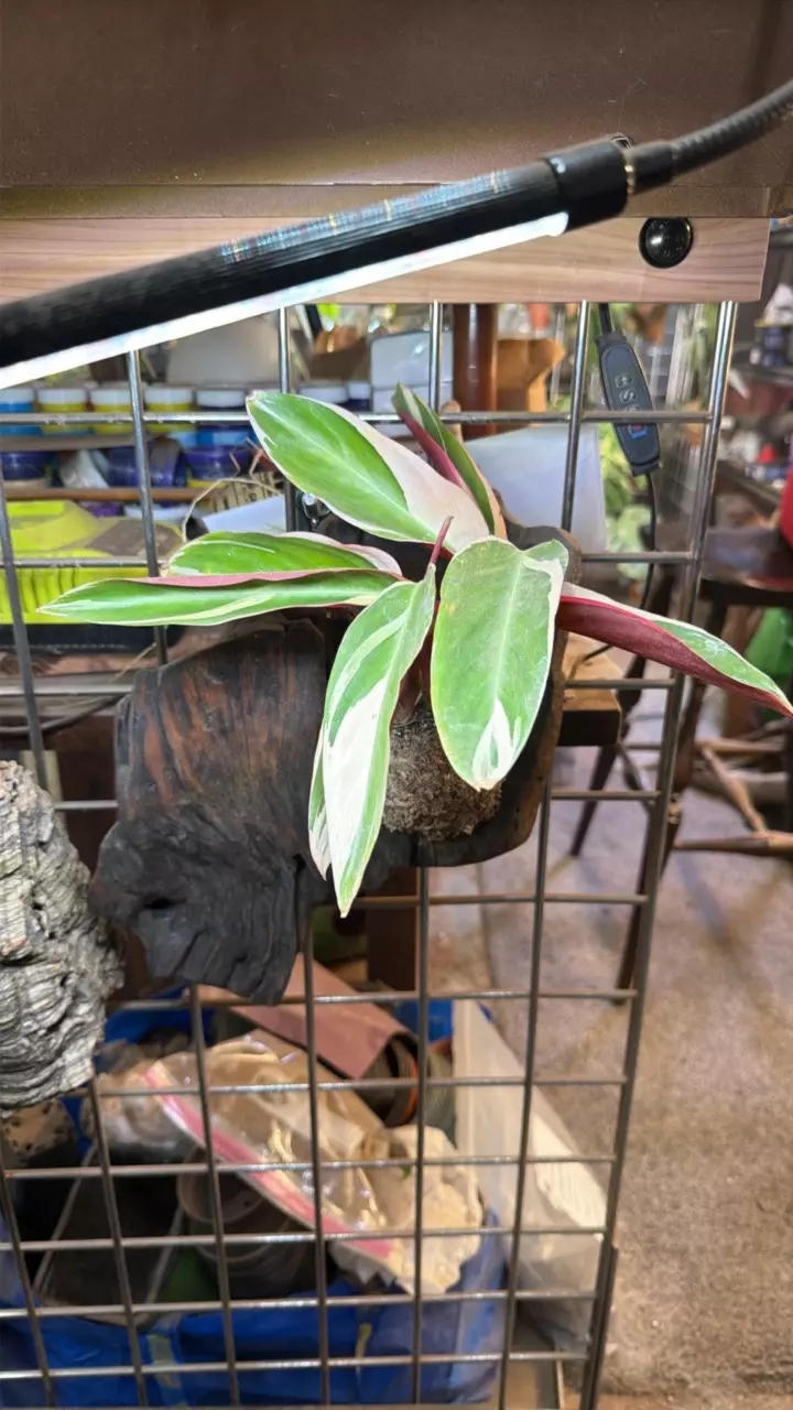 stromanthe triostar thumbnail