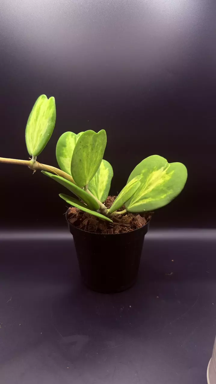 Hoya Kerrii var thumbnail