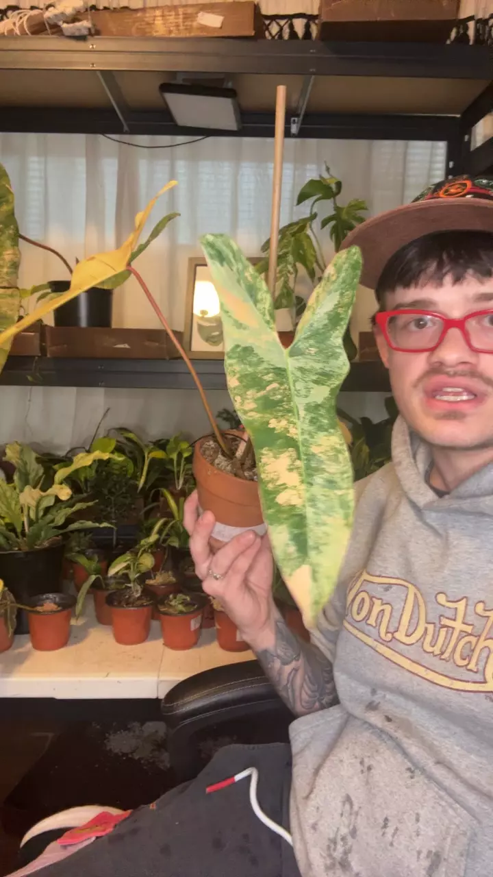 philodendron Jennifer (flobe x mayoi ) x billie thumbnail