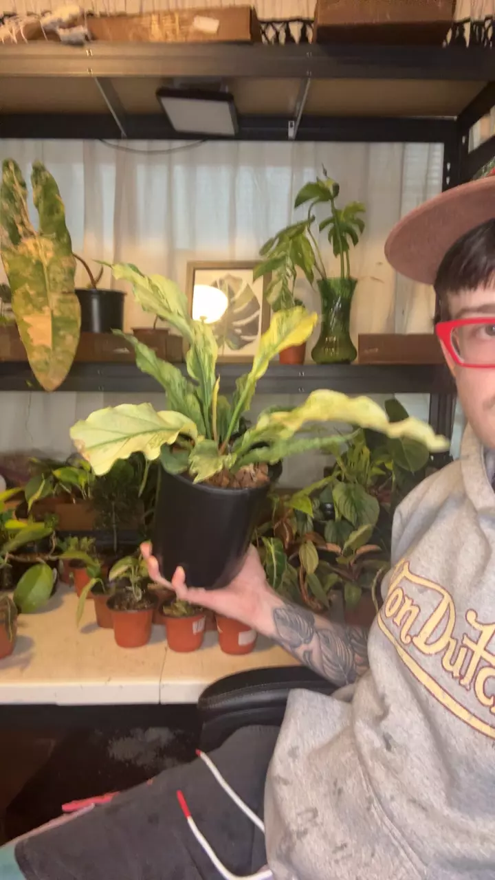 anthurium Plowmanii mint thumbnail