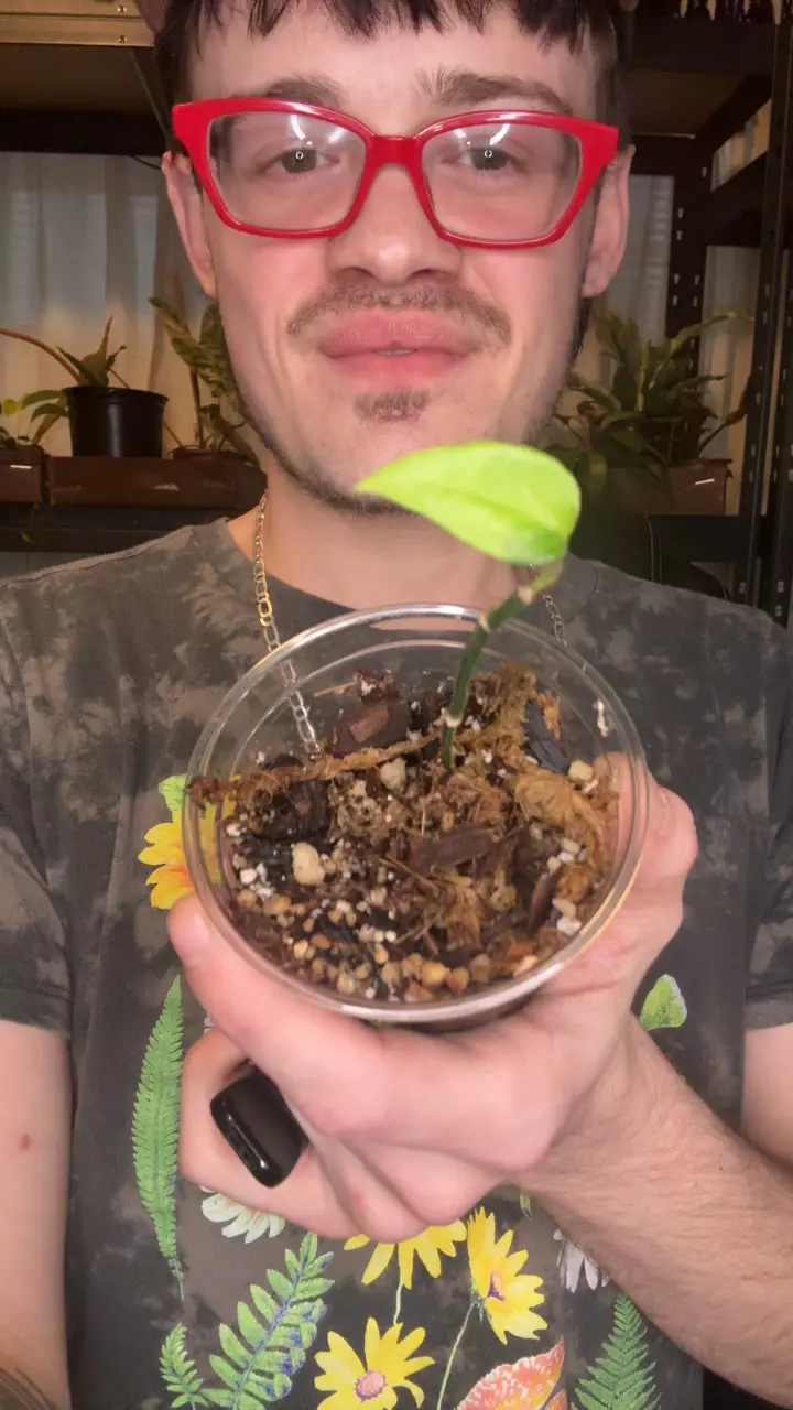 epi cebu blue var thumbnail