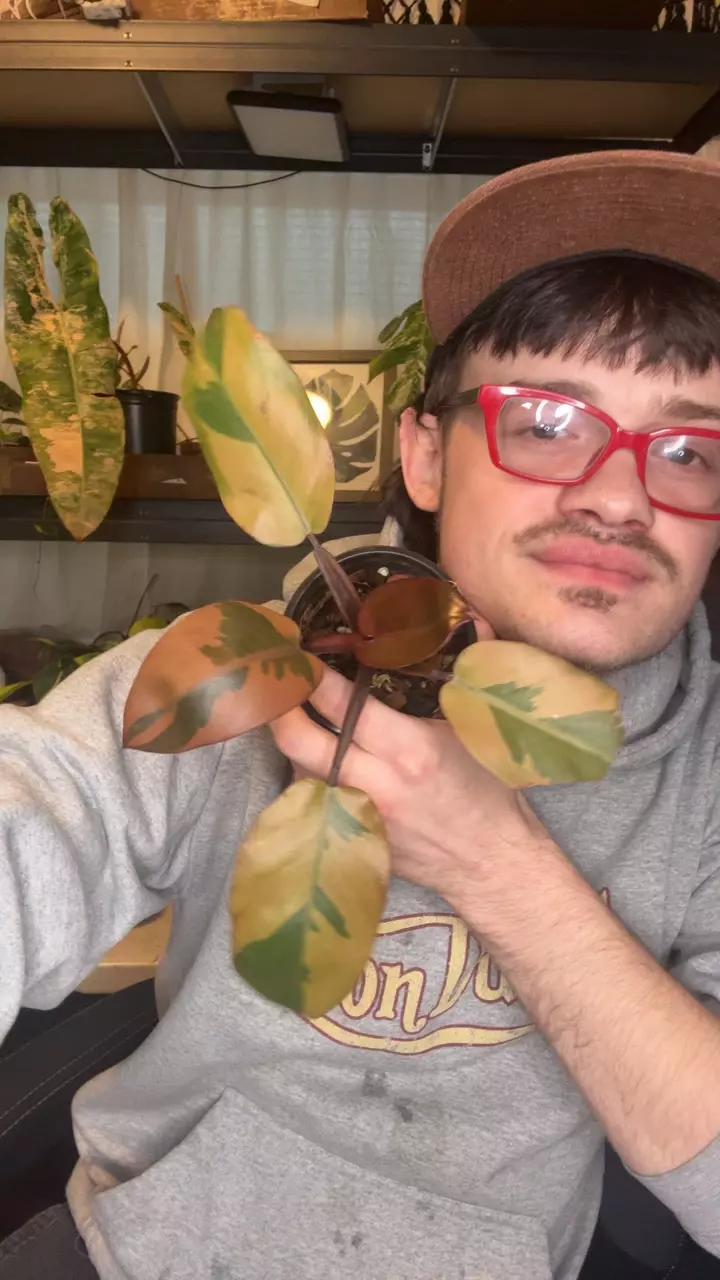 philodendron black Cardinal var thumbnail