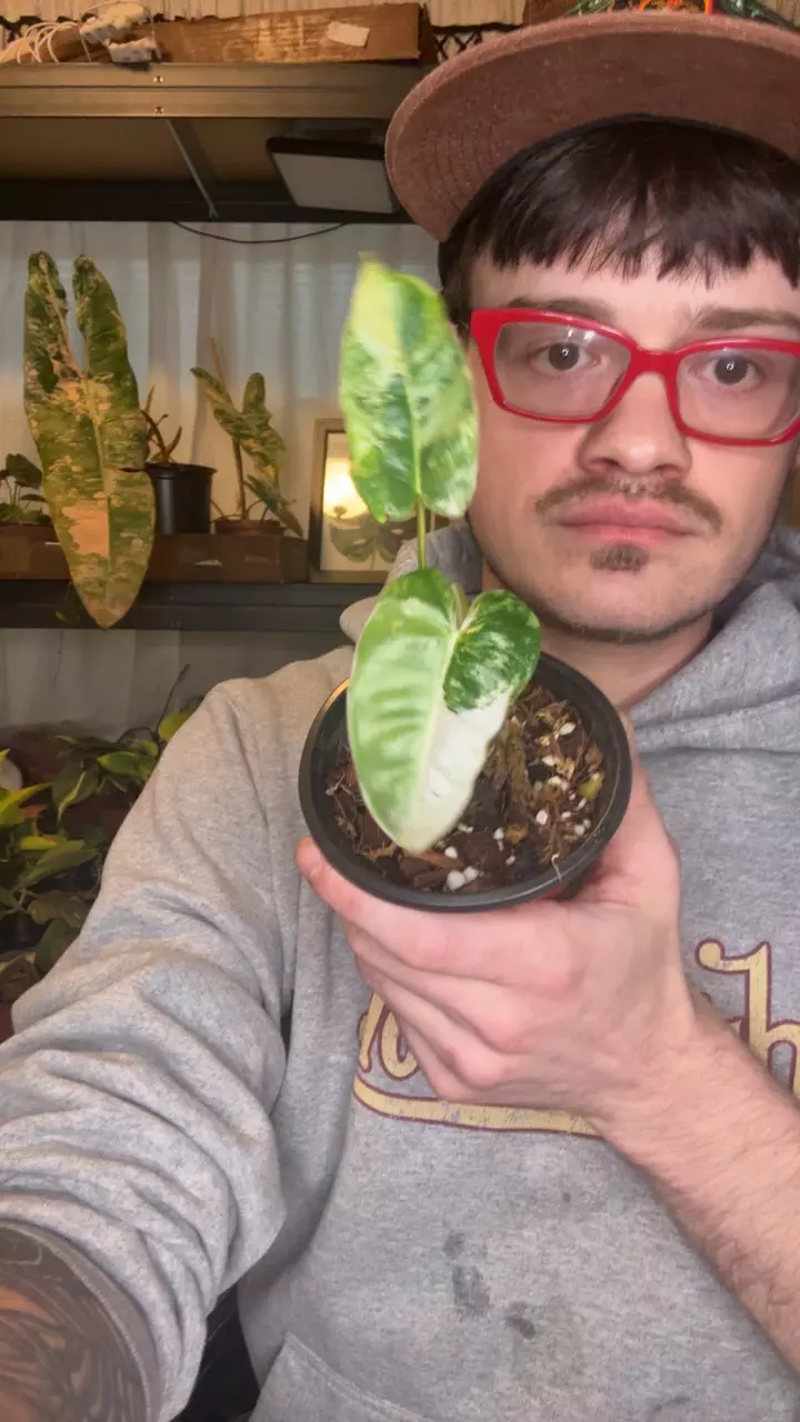 philodendron Burle marx Snow White thumbnail