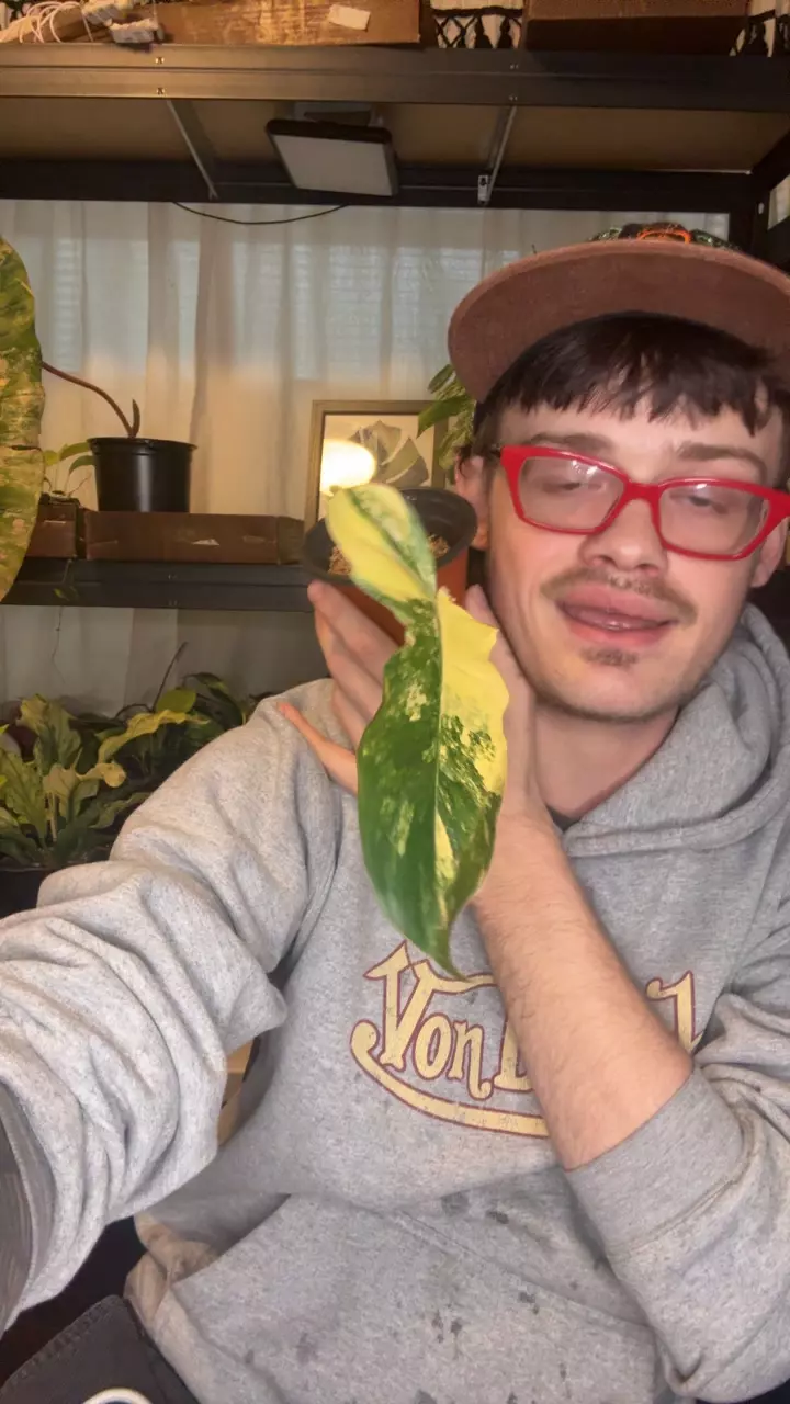 philodendron flobe x billie thumbnail