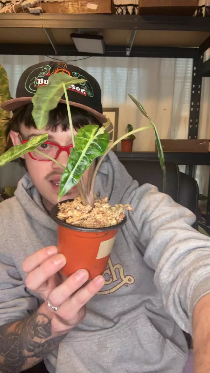 Alocasia Sanderiana Var thumbnail