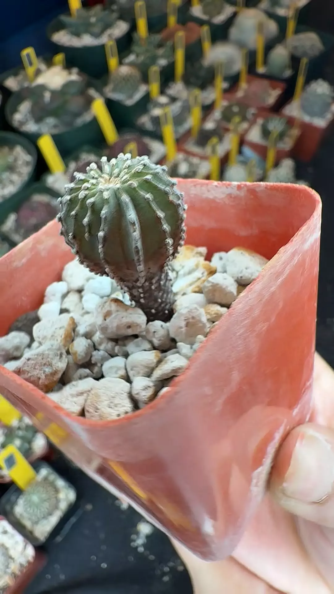 302 geo mexicana thumbnail