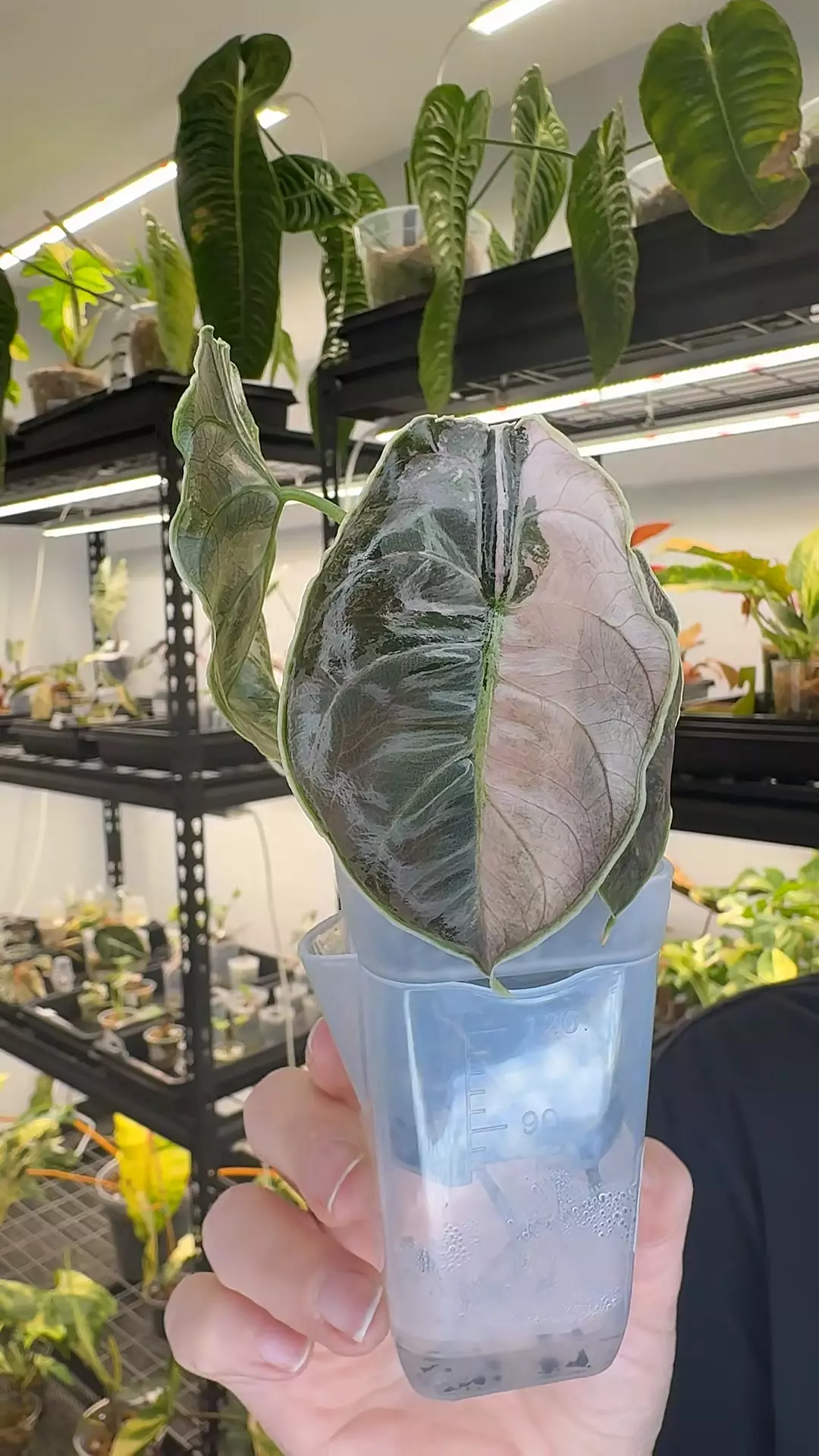 CORMING azlanii 745 thumbnail